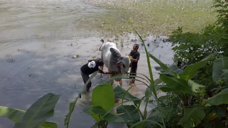 two farmers are bathing a cow on the bank of the progo river around the borobudur temple on a sunny day