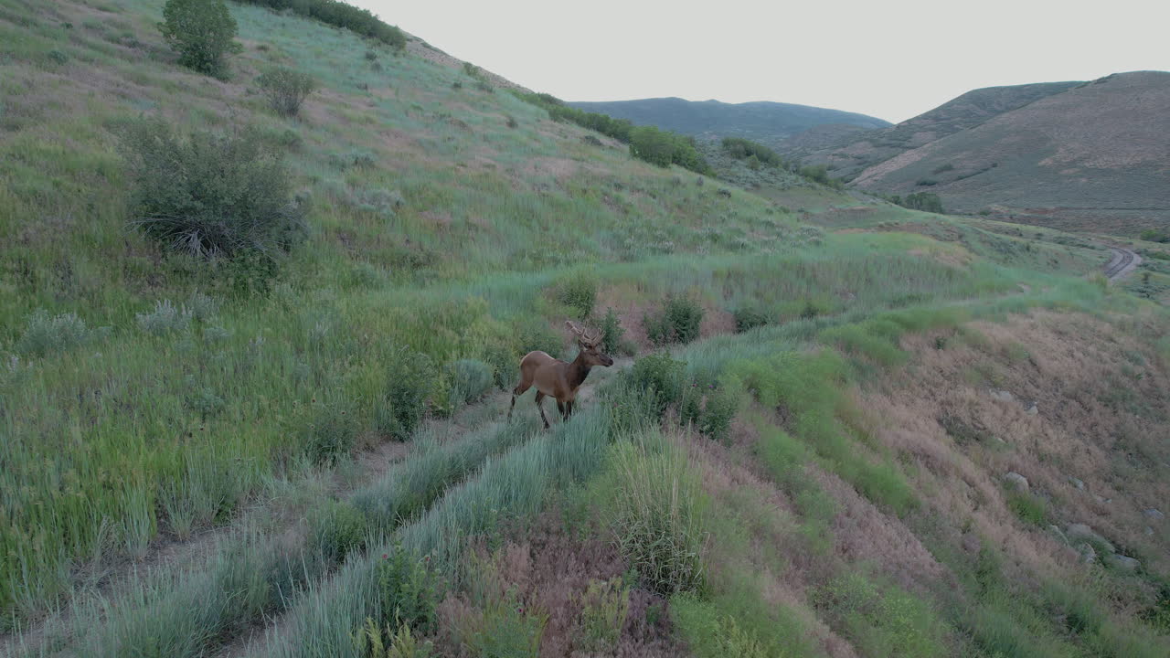 Bull Elk Standing On Grassy Trail On A Hill
