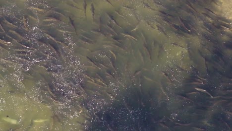 a large school of salmon swimming upstream in a river during migration season, aerial view