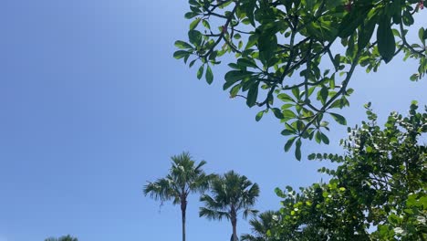 push in shot, as sun flairs reflecting on green leaves in a tropical forest with tall palm trees