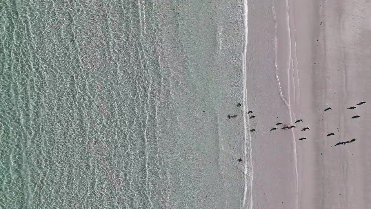 Ripresa aerea di pinguini Papua in piedi lungo la costa in un ambiente insulare remoto, riprese con drone nelle Isole Falkland