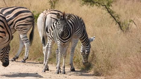 a young zebra foal standing on a gravel road twitching as it shrugs off flies and insects while the rest of the herd continue to graze on the roadside in the kruger national park, south africa