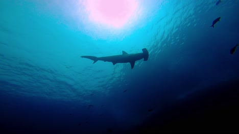 a big hammerhead swims by the camera as a silhouette