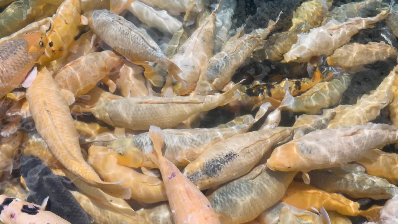 전통적인 신성한 발리 궁전 연못의 맑은 물 아래에서 거대한 코이 물고기 무리가 헤엄칩니다.