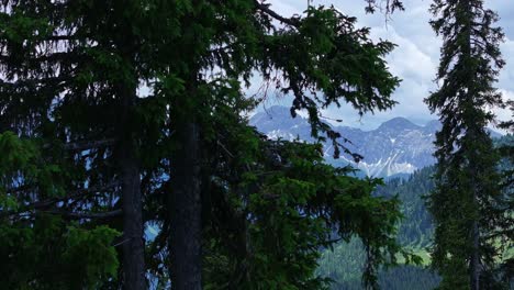 Hinter-Den-Lücken-Im-Wald-Liegt-Ein-Wunderschöner-Bergiger-Hintergrund