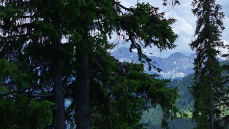 beyond the gaps in the forest, beautiful mountainous background