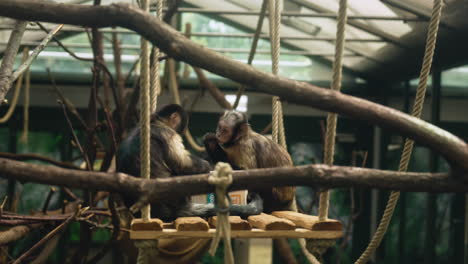 brown capuchin monkey eating together at natura care