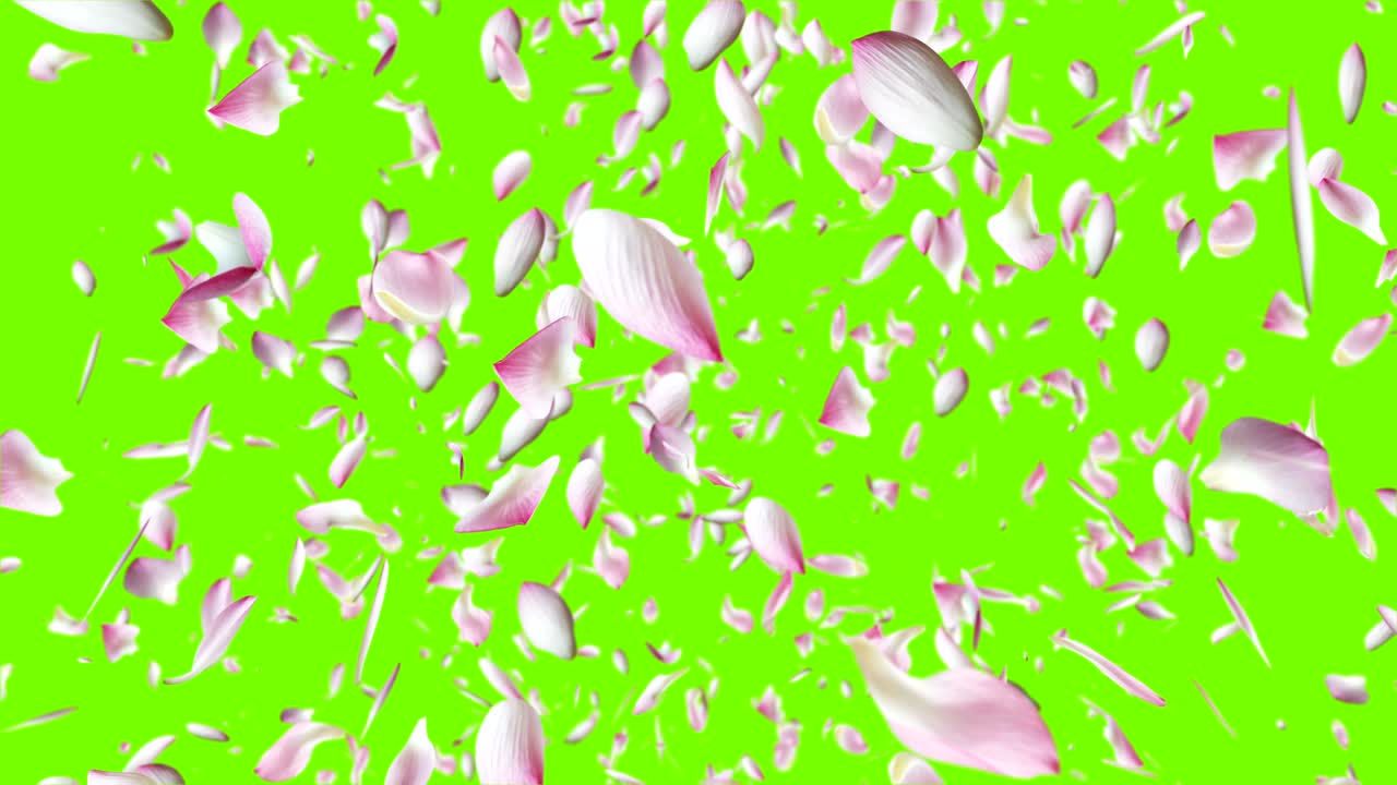 분홍색 로터스 잎이 날아가고 있습니다.