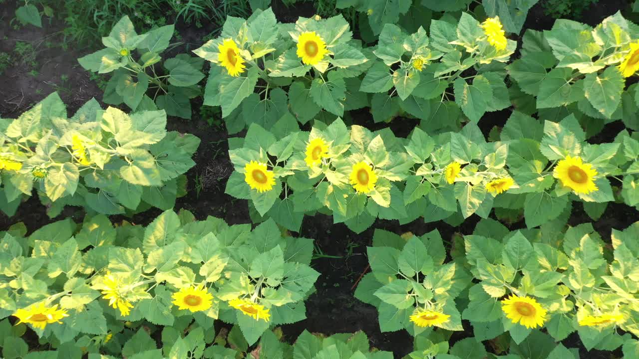 해바라기  의 공중 사진