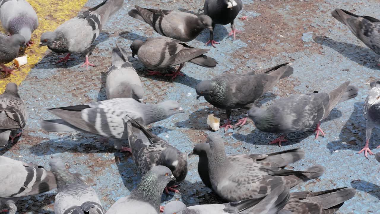 bandada hambrienta de palomas alimentándose en la calle
