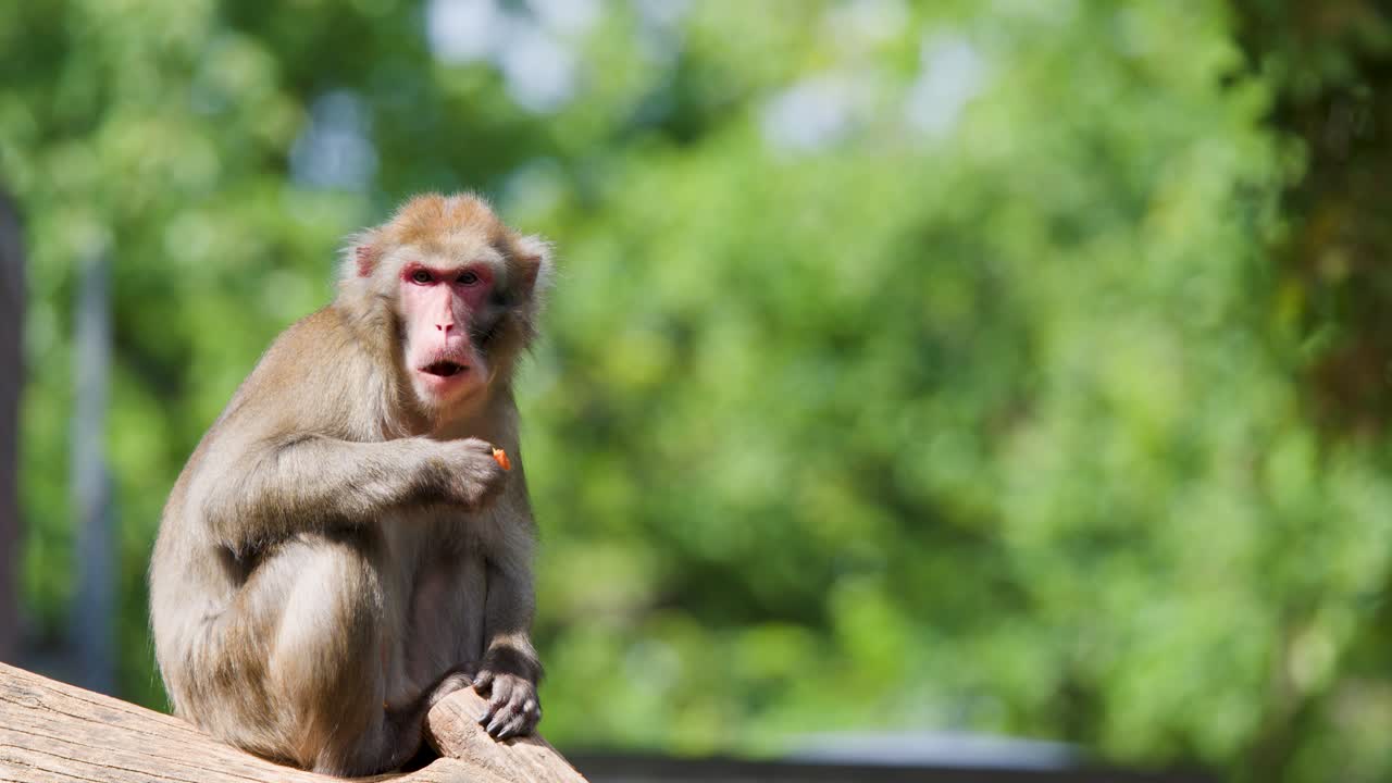 Rhesus macaque sits on log, eating food, in bright daylight with blurred green background