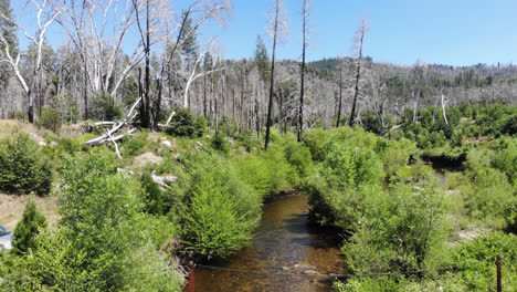 un dron comienza en un río y se eleva para revelar el bosque