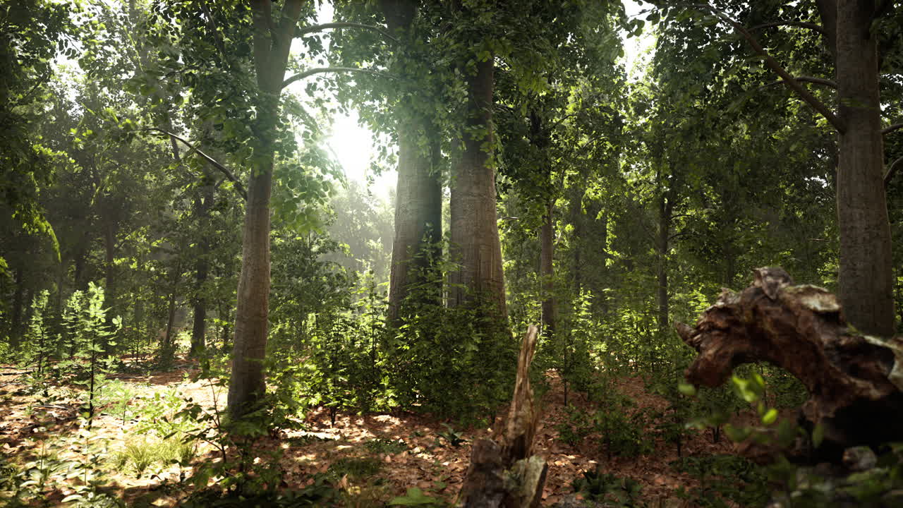 temprano en la mañana con el amanecer en el bosque