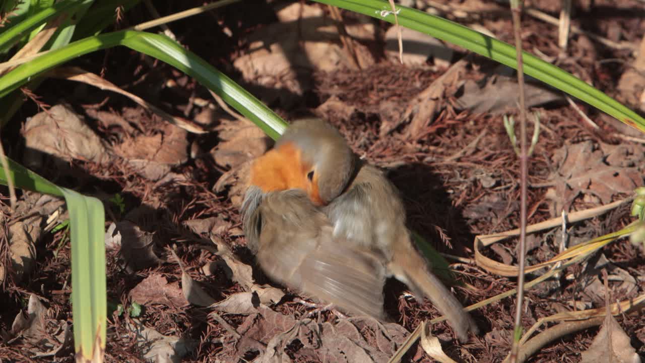 A European Robin, Erithacus rubecula, perched on ground, sunbathing and preening in early Spring sunshine. UK
