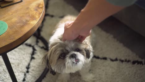 Boomer-dog-sitting-up-gets-petted-by-owner,-down-shot-close-up