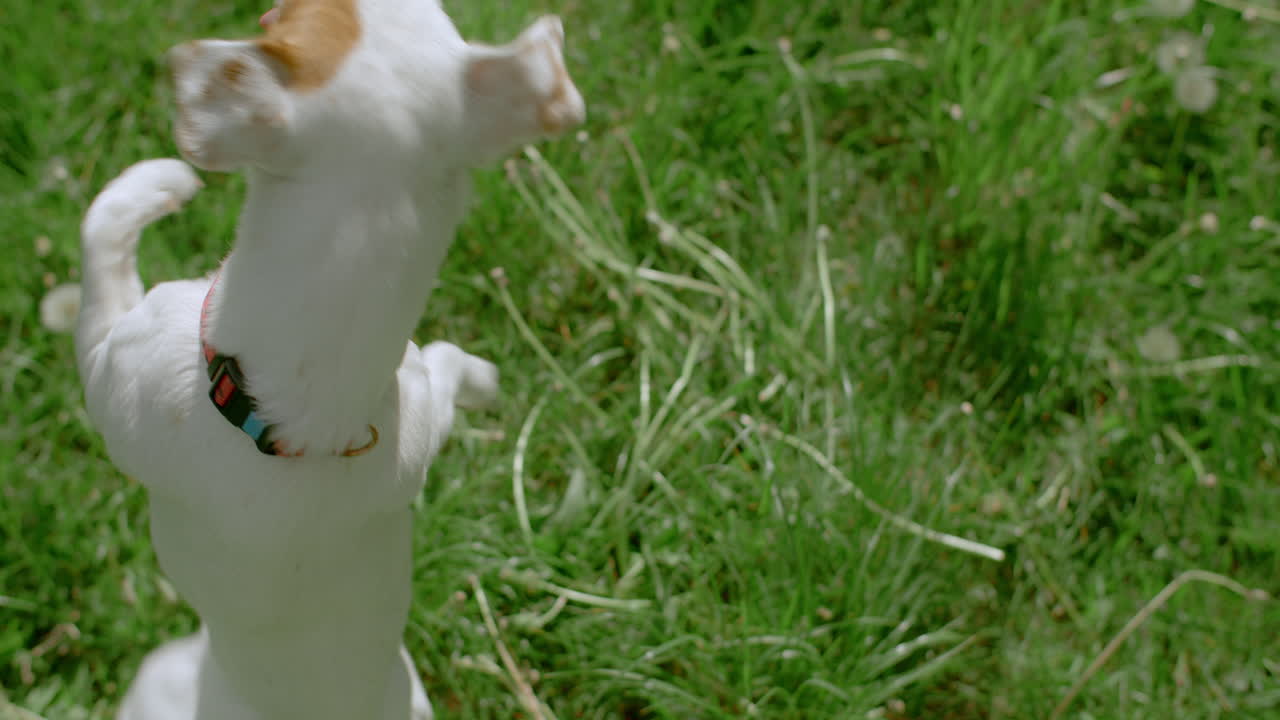 공원에서 놀고 있는 개