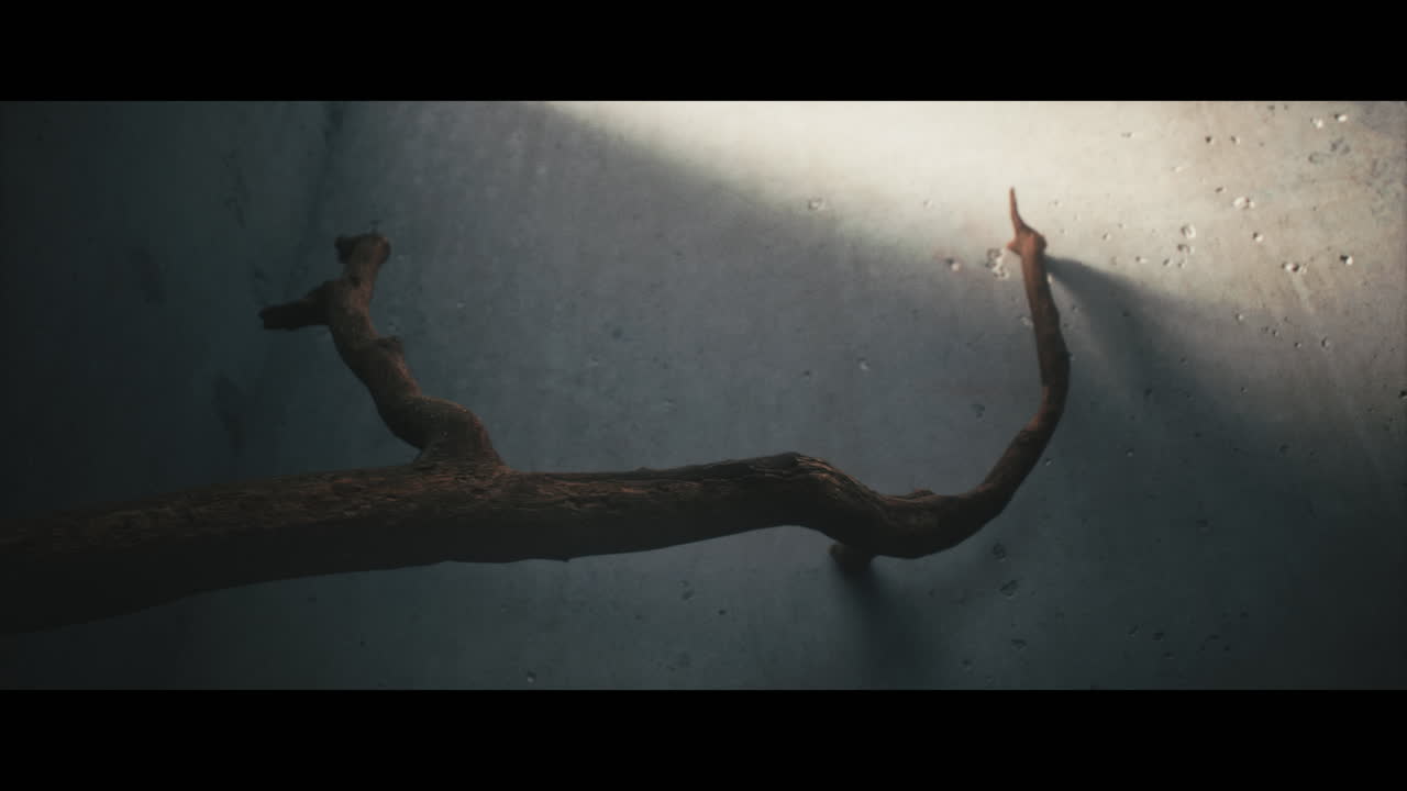 Driftwood Branch on a Concrete Wall