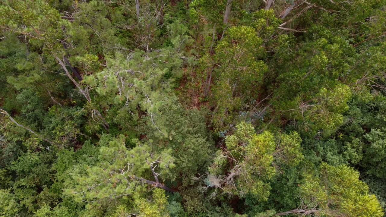 4K drone vertical overhead shot (top-down) of a dense Eucalyptus forest canopy, showcasing the rich texture and varying shades of green foliage in Galicia, Spain