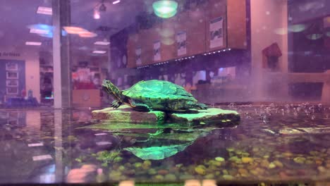 beautiful snapping turtle sitting on top a rock in a tank.