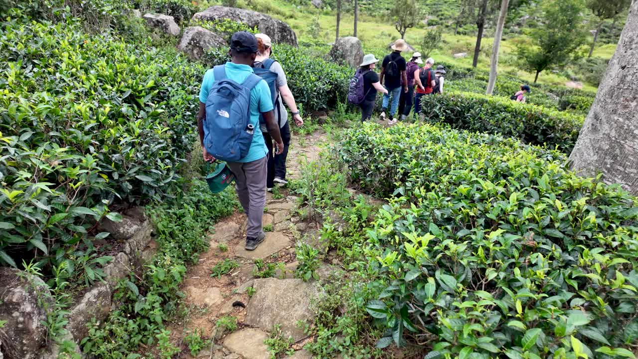 Hiking through a Tea Plantation in Sri Lanka