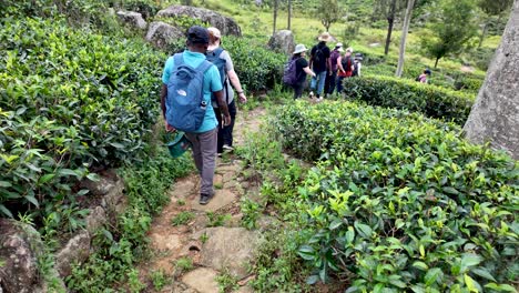 hiking through a tea plantation in sri lanka