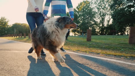 couple walking fluffy dog