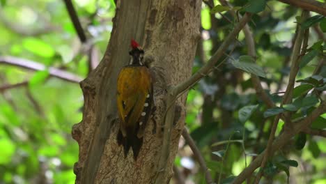 Etwas-Aus-Dem-Bau-Dieses-Baumes-Im-Wald-Graben-Und-Essen,-Gewöhnlicher-Flameback-Dinopium-Javanense,-Thailand