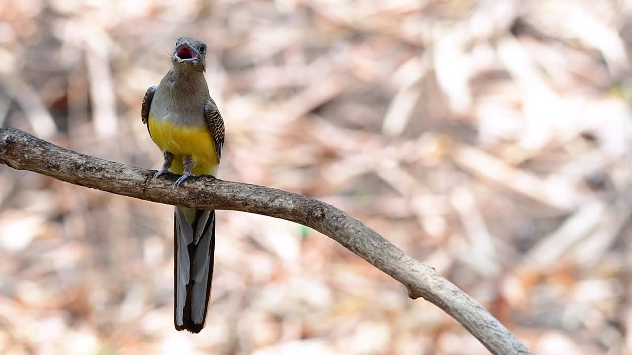 el trogón de pecho naranja es un ave confiada de tamaño mediano que se encuentra en tailandia