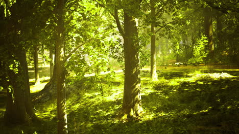 sunlight filters through lush green trees in a tranquil forest setting