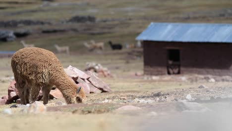 alpaca pastando con rebaño en segundo plano.