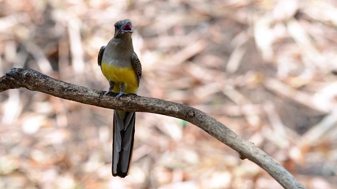 el trogón de pecho naranja es un ave confiada de tamaño mediano que se encuentra en tailandia