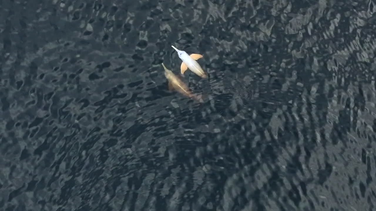 의 핑크 돌고래: 아마존 강, 에도르, 쿠아베노 보호구역, 열대우림