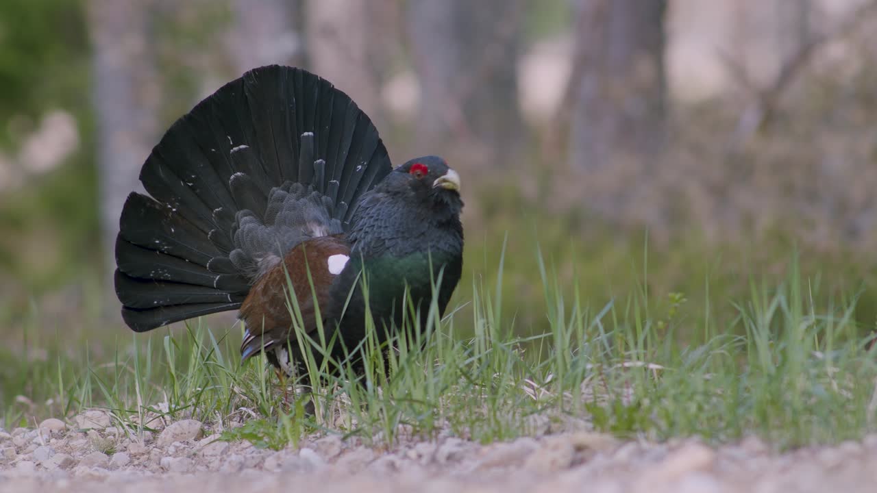 남성 서부 캐퍼케일리 (western capercaillie) 는 렉 (lek) 지역에서 렉킹 (lekking) 계절에 소나무 숲에서 아침 빛에 가까이 서식합니다.