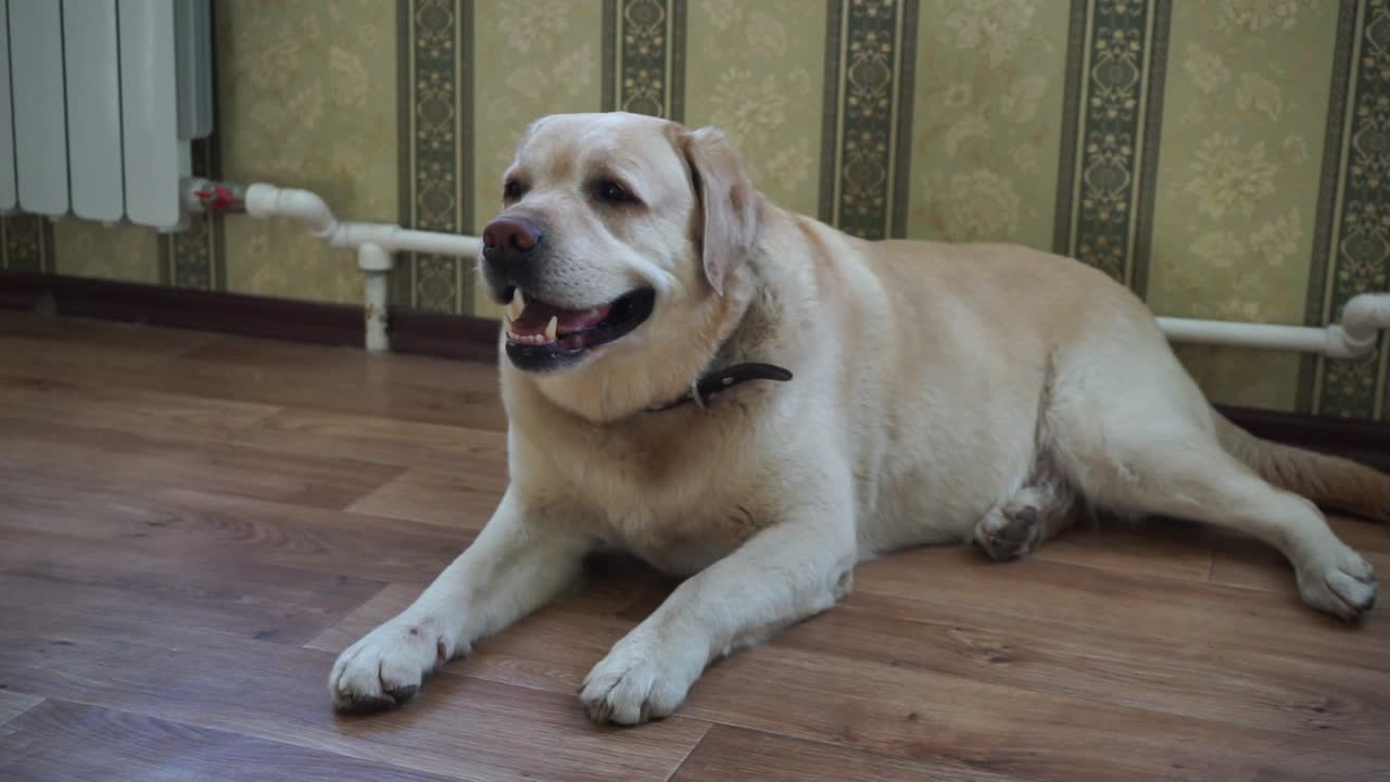 perro de raza labrador tendido en el suelo
