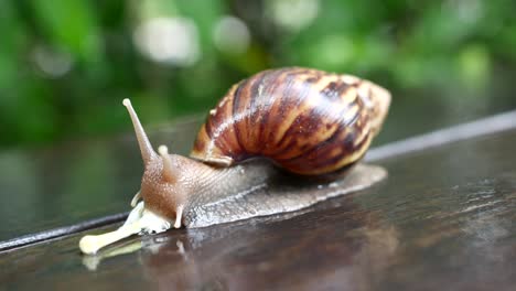 Snail-walking-on-the-old-wooden-floor