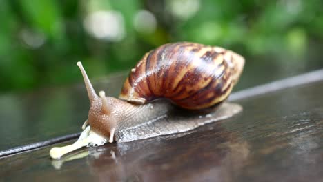 caracol caminando por el viejo piso de madera