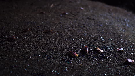 floor of deep cave filled with moving insects, static view