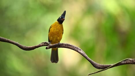 black-crested bulbul, pycnonotus flaviventris