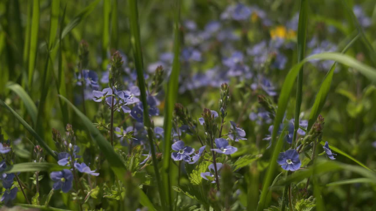 Forgert me-nots growing in a lush green meadow