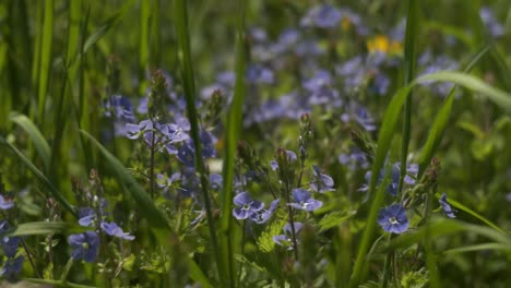 forgert me-nots growing in a lush green meadow