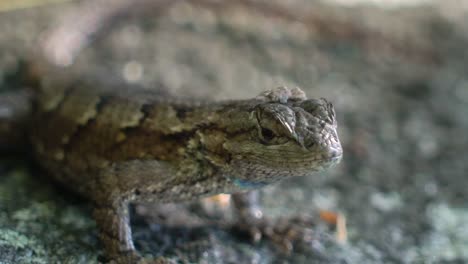 lagarto de valla esperando en la roca y luego huyendo