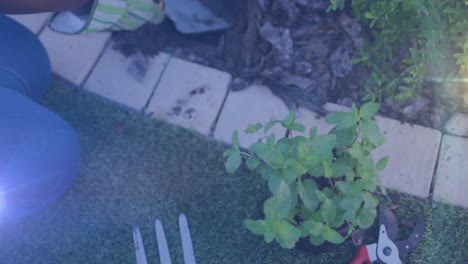 Punto-De-Luz-Contra-La-Sección-Media-De-Una-Mujer-Afroamericana-Cultivando-Un-Huerto-En-El-Jardín