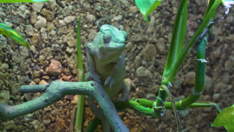 the panther chameleon is an insect hunter and this species of chameleon lives on the island of madagascar