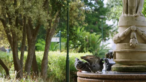 pigeon perching on fountain 4k