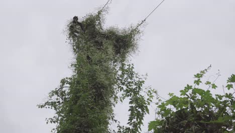 las plantas se arrastran por todas las ruinas de los postes eléctricos.