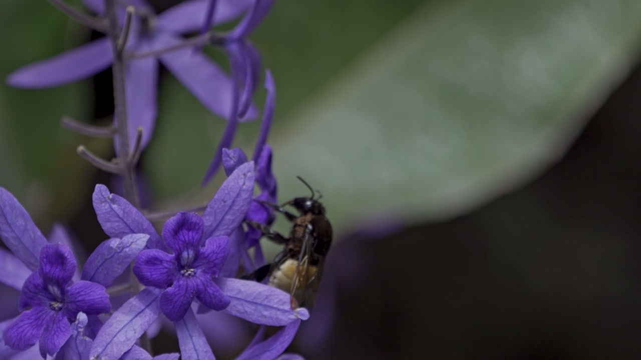 A close-up view of a fuzzy bumblebee, actively foraging for nectar from a cluster of vibrant purple, star-shaped flowers.