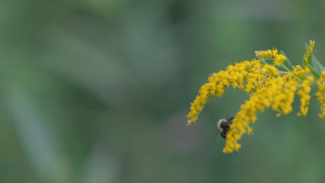 macro of bumble bee flying between yellow goldenrod flowers while collecting nectar, pollen in the forest in slow motion