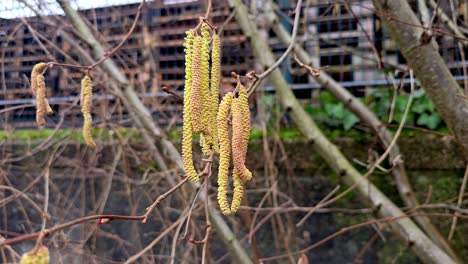 spring flowers catkins of common hazel