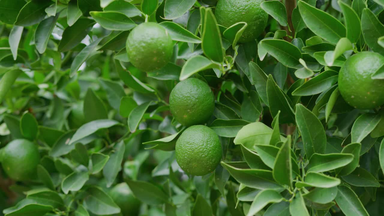 나무 에서 채취 할 준비 가 된 익은 초록색 라임 들 의  ⁇