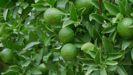 Pan-down-of-ripe-green-Limes-that-are-ready-to-be-picked-off-the-tree